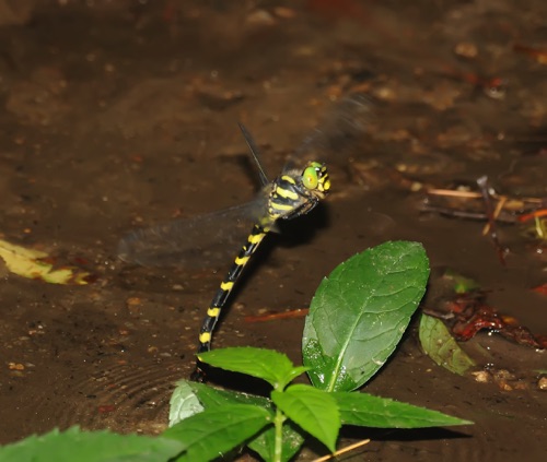 Female ovipositing
3 July 2010  Towns